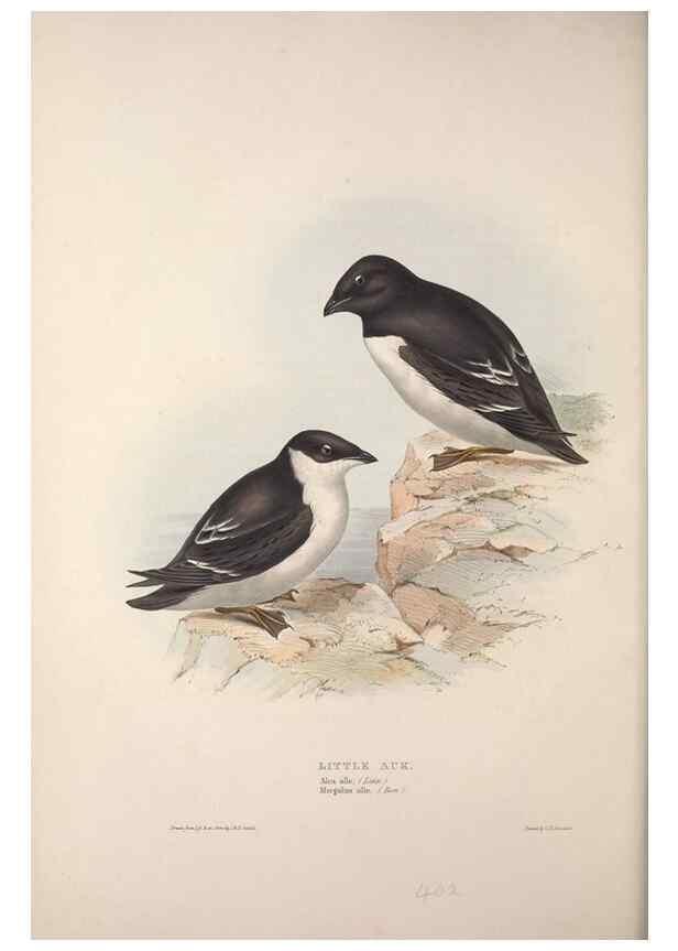 Reproducción/Reproduction 45864152245: The birds of Europe.. London,Printed by R. and J.E. Taylor, pub. by the author,1837.. 