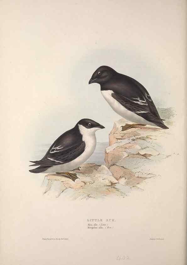 Reproducción/Reproduction 45864152245: The birds of Europe.. London,Printed by R. and J.E. Taylor, pub. by the author,1837.. 