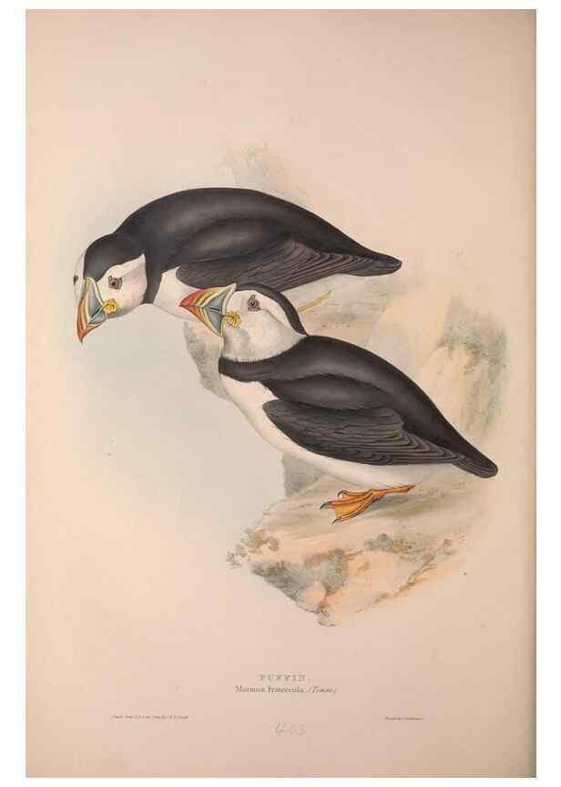 Reproducción/Reproduction 46054166924: The birds of Europe.. London,Printed by R. and J.E. Taylor, pub. by the author,1837.. 