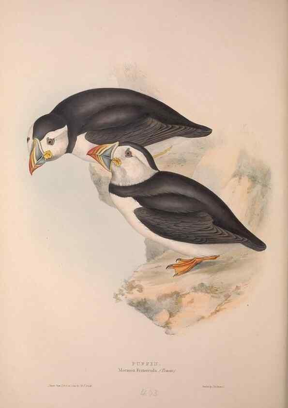 Reproducción/Reproduction 46054166924: The birds of Europe.. London,Printed by R. and J.E. Taylor, pub. by the author,1837.. 