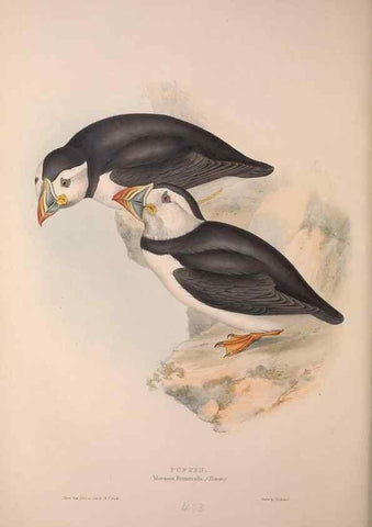 Reproducción/Reproduction 46054166924: The birds of Europe.. London,Printed by R. and J.E. Taylor, pub. by the author,1837.. 