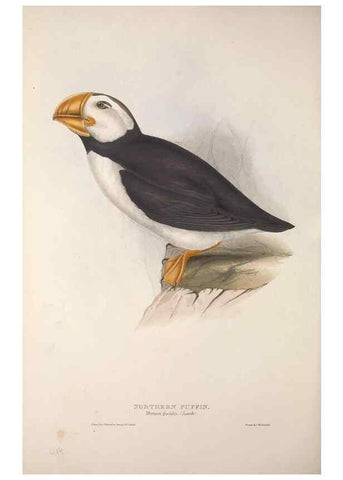 Reproducción/Reproduction 45864155485: The birds of Europe.. London,Printed by R. and J.E. Taylor, pub. by the author,1837.. 