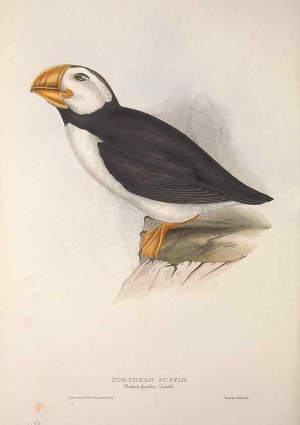 Reproducción/Reproduction 45864155485: The birds of Europe.. London,Printed by R. and J.E. Taylor, pub. by the author,1837.. 