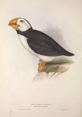 Reproducción/Reproduction 45864155485: The birds of Europe.. London,Printed by R. and J.E. Taylor, pub. by the author,1837.. 