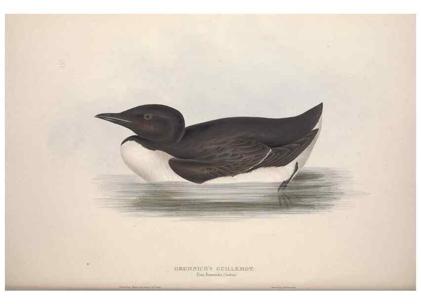 Reproducción/Reproduction 31837462477: The birds of Europe.. London,Printed by R. and J.E. Taylor, pub. by the author,1837.. 