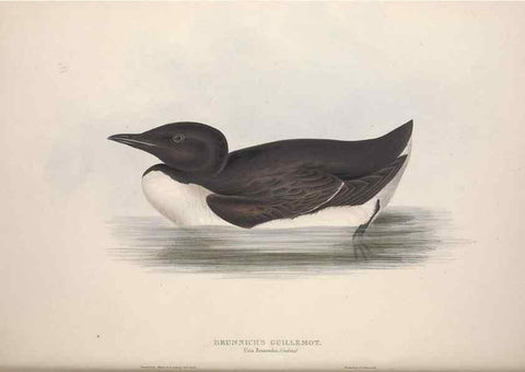 Reproducción/Reproduction 31837462477: The birds of Europe.. London,Printed by R. and J.E. Taylor, pub. by the author,1837.. 