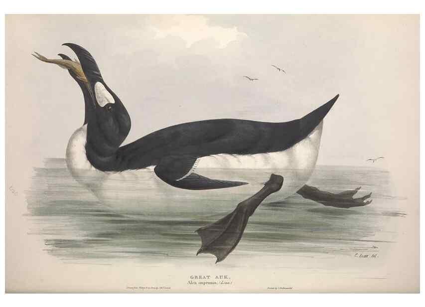 Reproducción/Reproduction 39813946213: The birds of Europe.. London,Printed by R. and J.E. Taylor, pub. by the author,1837.. 