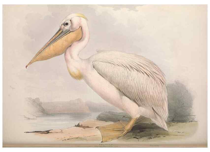 Reproducción/Reproduction 45864180715: The birds of Europe.. London,Printed by R. and J.E. Taylor, pub. by the author,1837.. 