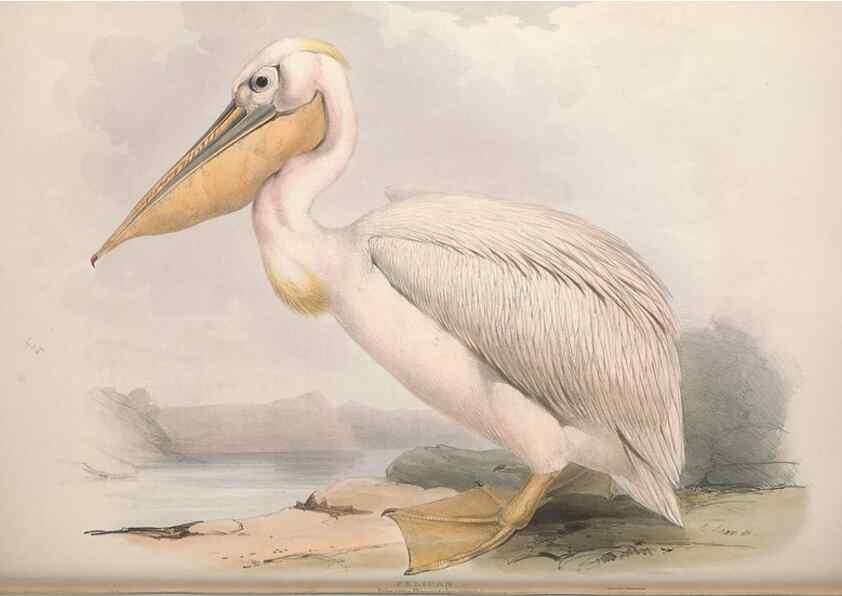 Reproducción/Reproduction 45864180715: The birds of Europe.. London,Printed by R. and J.E. Taylor, pub. by the author,1837.. 