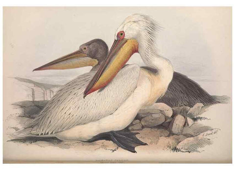 Reproducción/Reproduction 31837469537: The birds of Europe.. London,Printed by R. and J.E. Taylor, pub. by the author,1837.. 