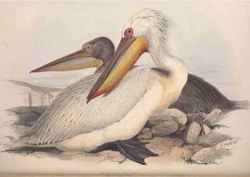 Reproducción/Reproduction 31837469537: The birds of Europe.. London,Printed by R. and J.E. Taylor, pub. by the author,1837.. 