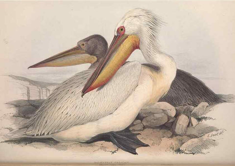 Reproducción/Reproduction 31837469537: The birds of Europe.. London,Printed by R. and J.E. Taylor, pub. by the author,1837.. 