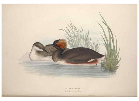 Reproducción/Reproduction 46726508782: The birds of Europe.. London,Printed by R. and J.E. Taylor, pub. by the author,1837.. 