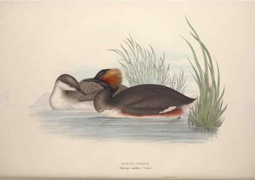 Reproducción/Reproduction 46726508782: The birds of Europe.. London,Printed by R. and J.E. Taylor, pub. by the author,1837.. 