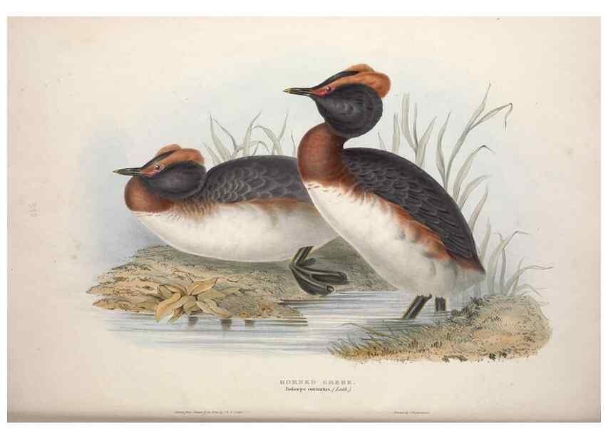 Reproducción/Reproduction 32903484548: The birds of Europe.. London,Printed by R. and J.E. Taylor, pub. by the author,1837.. 