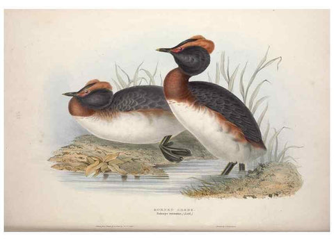 Reproducción/Reproduction 32903484548: The birds of Europe.. London,Printed by R. and J.E. Taylor, pub. by the author,1837.. 