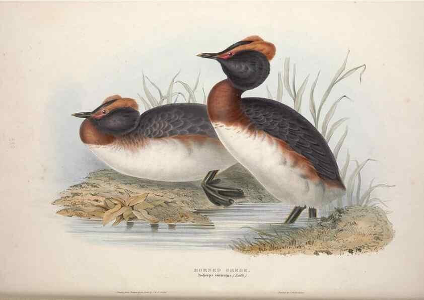 Reproducción/Reproduction 32903484548: The birds of Europe.. London,Printed by R. and J.E. Taylor, pub. by the author,1837.. 