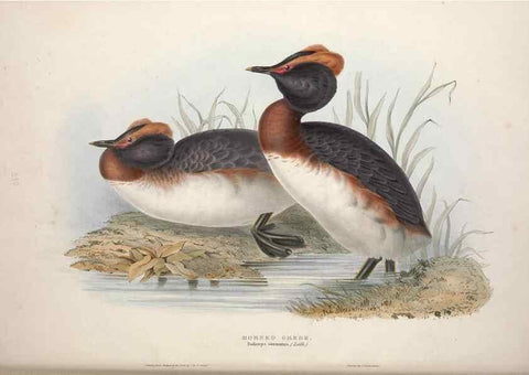 Reproducción/Reproduction 32903484548: The birds of Europe.. London,Printed by R. and J.E. Taylor, pub. by the author,1837.. 
