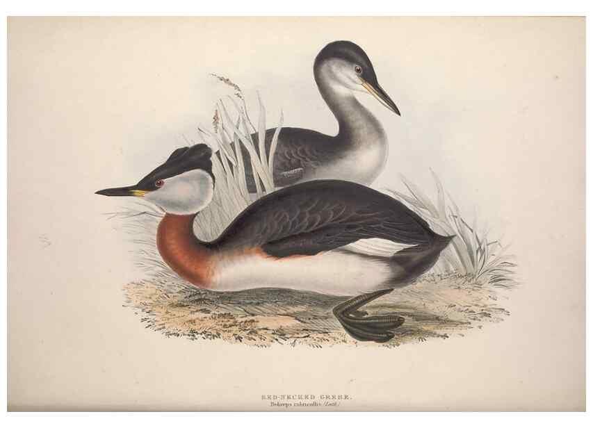 Reproducción/Reproduction 46726506772: The birds of Europe.. London,Printed by R. and J.E. Taylor, pub. by the author,1837.. 