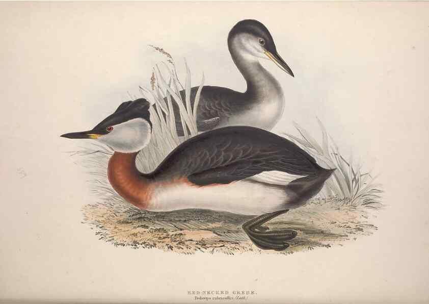 Reproducción/Reproduction 46726506772: The birds of Europe.. London,Printed by R. and J.E. Taylor, pub. by the author,1837.. 