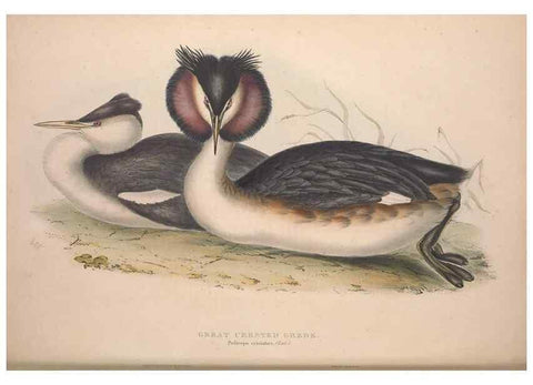 Reproducción/Reproduction 32903482878: The birds of Europe.. London,Printed by R. and J.E. Taylor, pub. by the author,1837.. 