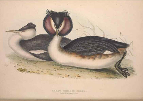 Reproducción/Reproduction 32903482878: The birds of Europe.. London,Printed by R. and J.E. Taylor, pub. by the author,1837.. 