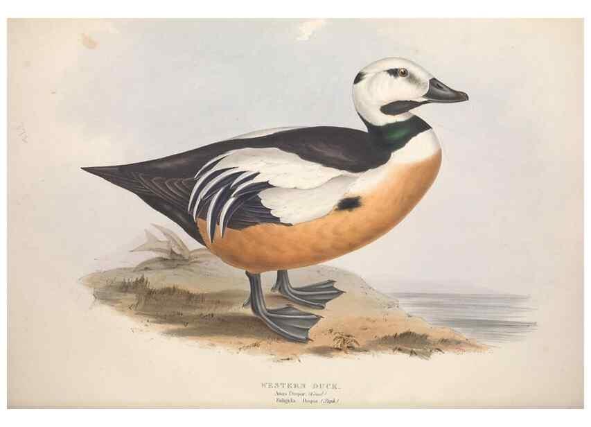 Reproducción/Reproduction 39813871733: The birds of Europe.. London,Printed by R. and J.E. Taylor, pub. by the author,1837.. 