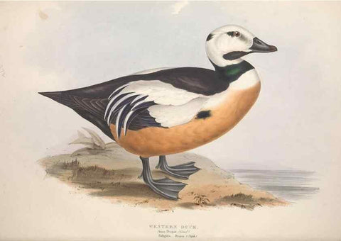Reproducción/Reproduction 39813871733: The birds of Europe.. London,Printed by R. and J.E. Taylor, pub. by the author,1837.. 