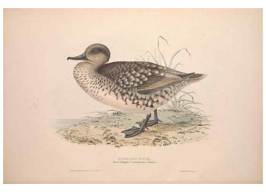 Reproducción/Reproduction 46726484712: The birds of Europe.. London,Printed by R. and J.E. Taylor, pub. by the author,1837.. 