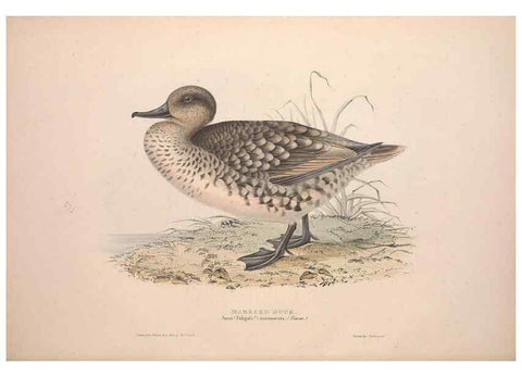 Reproducción/Reproduction 46726484712: The birds of Europe.. London,Printed by R. and J.E. Taylor, pub. by the author,1837.. 