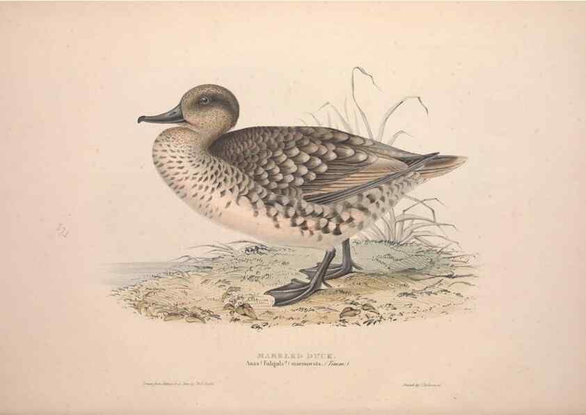 Reproducción/Reproduction 46726484712: The birds of Europe.. London,Printed by R. and J.E. Taylor, pub. by the author,1837.. 