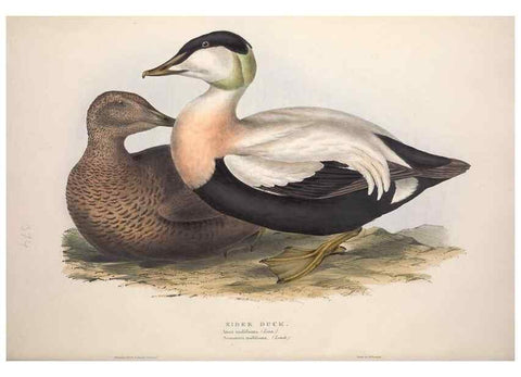 Reproducción/Reproduction 46054119694: The birds of Europe.. London,Printed by R. and J.E. Taylor, pub. by the author,1837.. 