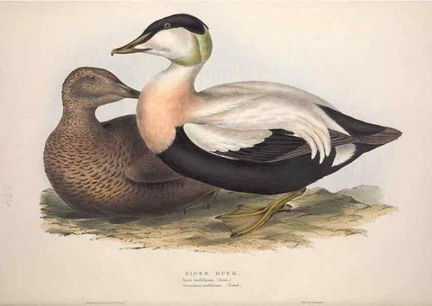 Reproducción/Reproduction 46054119694: The birds of Europe.. London,Printed by R. and J.E. Taylor, pub. by the author,1837.. 
