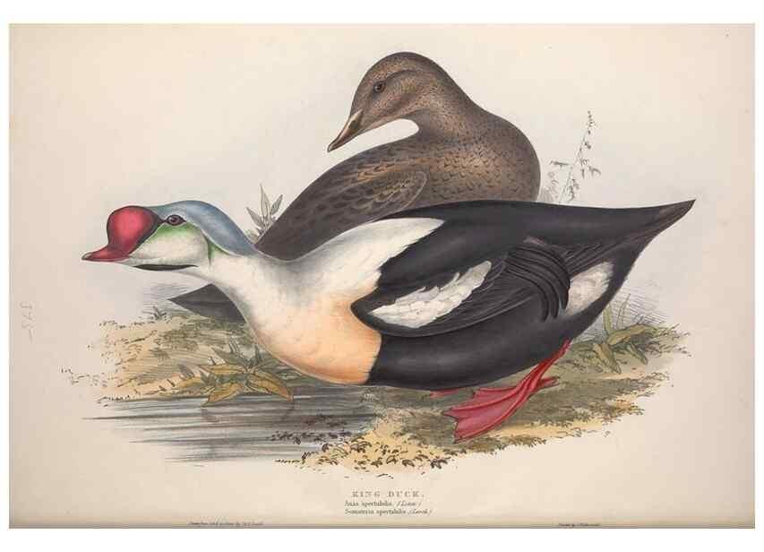Reproducción/Reproduction 39813875033: The birds of Europe.. London,Printed by R. and J.E. Taylor, pub. by the author,1837.. 