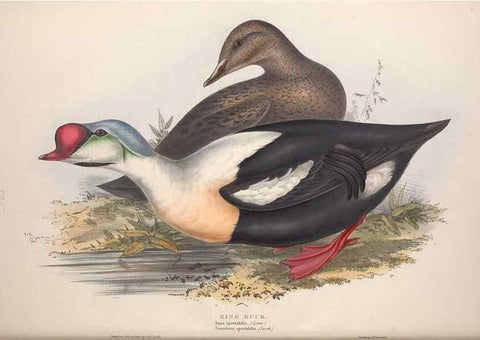 Reproducción/Reproduction 39813875033: The birds of Europe.. London,Printed by R. and J.E. Taylor, pub. by the author,1837.. 