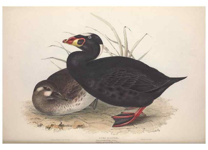 Reproducción/Reproduction 46054121324: The birds of Europe.. London,Printed by R. and J.E. Taylor, pub. by the author,1837.. 