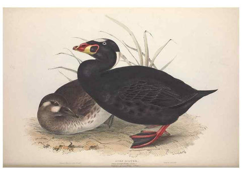 Reproducción/Reproduction 46054121324: The birds of Europe.. London,Printed by R. and J.E. Taylor, pub. by the author,1837.. 