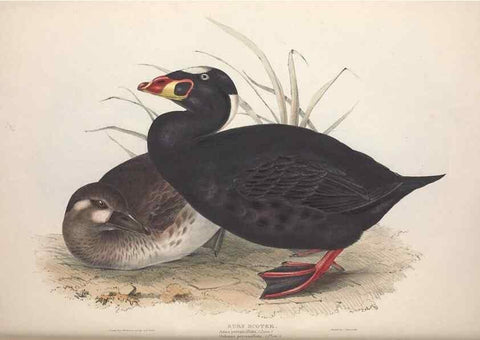 Reproducción/Reproduction 46054121324: The birds of Europe.. London,Printed by R. and J.E. Taylor, pub. by the author,1837.. 