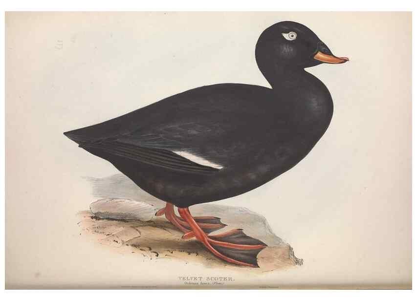 Reproducción/Reproduction 46779198271: The birds of Europe.. London,Printed by R. and J.E. Taylor, pub. by the author,1837.. 