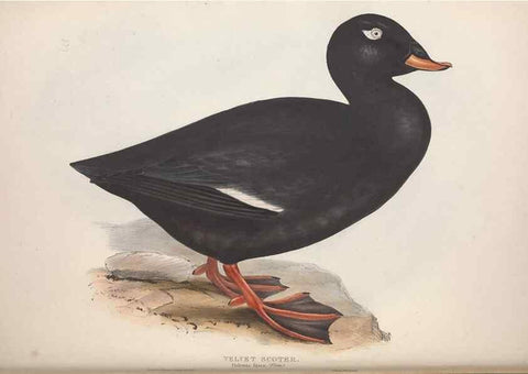 Reproducción/Reproduction 46779198271: The birds of Europe.. London,Printed by R. and J.E. Taylor, pub. by the author,1837.. 