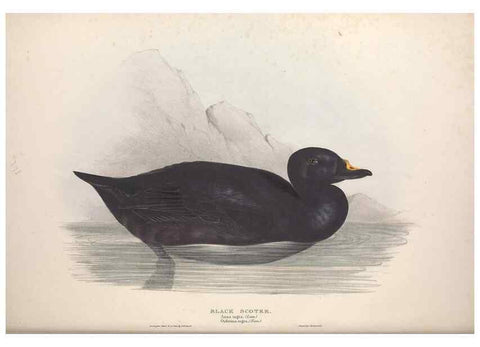 Reproducción/Reproduction 39813878563: The birds of Europe.. London,Printed by R. and J.E. Taylor, pub. by the author,1837.. 