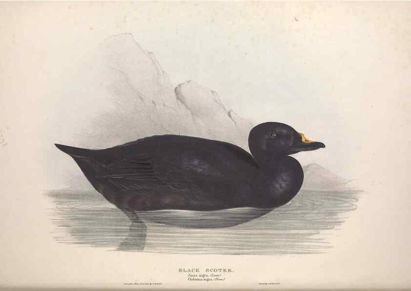 Reproducción/Reproduction 39813878563: The birds of Europe.. London,Printed by R. and J.E. Taylor, pub. by the author,1837.. 