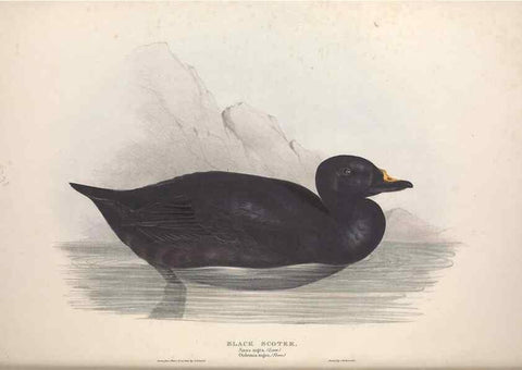 Reproducción/Reproduction 39813878563: The birds of Europe.. London,Printed by R. and J.E. Taylor, pub. by the author,1837.. 