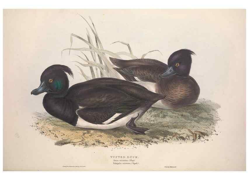 Reproducción/Reproduction 46779189521: The birds of Europe.. London,Printed by R. and J.E. Taylor, pub. by the author,1837.. 