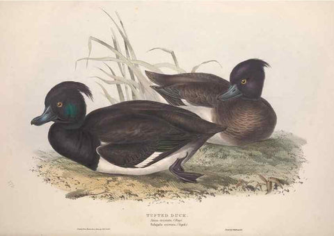 Reproducción/Reproduction 46779189521: The birds of Europe.. London,Printed by R. and J.E. Taylor, pub. by the author,1837.. 