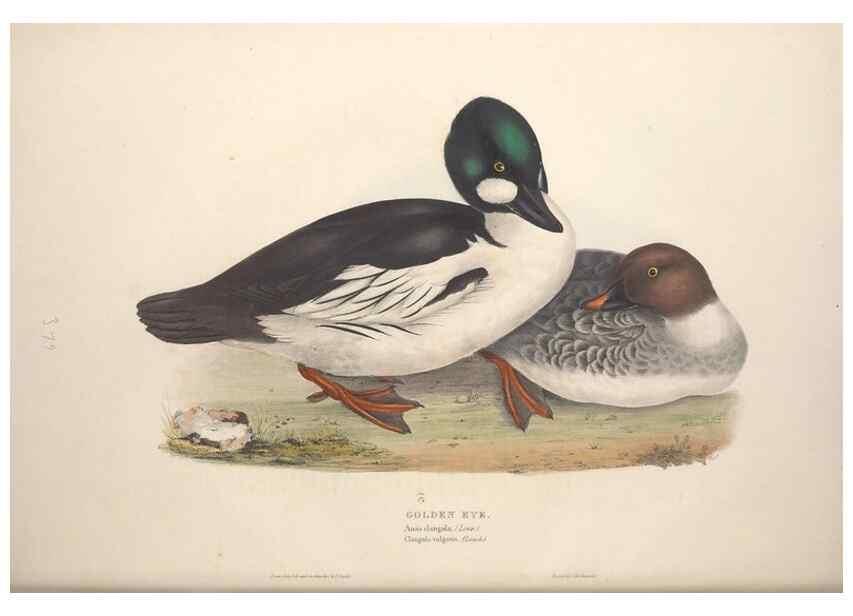 Reproducción/Reproduction 45864114865: The birds of Europe.. London,Printed by R. and J.E. Taylor, pub. by the author,1837.. 