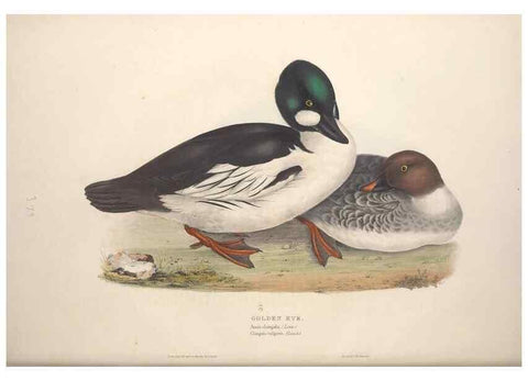 Reproducción/Reproduction 45864114865: The birds of Europe.. London,Printed by R. and J.E. Taylor, pub. by the author,1837.. 