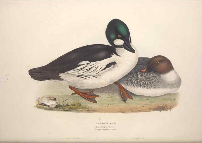 Reproducción/Reproduction 45864114865: The birds of Europe.. London,Printed by R. and J.E. Taylor, pub. by the author,1837.. 