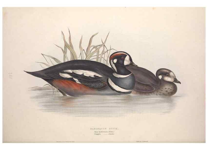Reproducción/Reproduction 39813881963: The birds of Europe.. London,Printed by R. and J.E. Taylor, pub. by the author,1837.. 