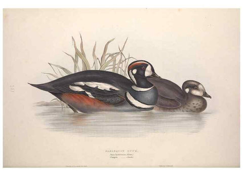 Reproducción/Reproduction 39813881963: The birds of Europe.. London,Printed by R. and J.E. Taylor, pub. by the author,1837.. 